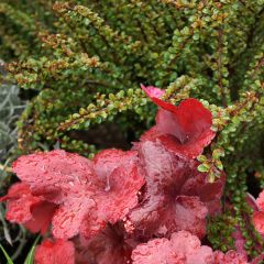 Cotoneaster adpressus Little Gem - Zwergmispel