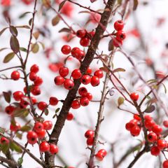 Cotoneaster suecicus Coral Beauty - Zwergmispel