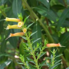 Cuphea micropetala - Zigarrenblume