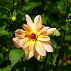 Dekorative Dahlie Happy Butterfly