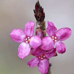 Daphne mezereum var. rubra - Gewöhnlicher Seidelbast