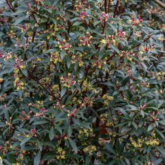 Drimys aromatica Red Spice - Tasmanischer Bergpfeffer