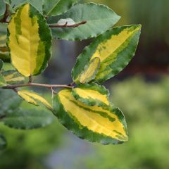 Wintergrüne Ölweide Eleador - Elaeagnus ebbingei