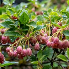 Enkianthus campanulatus Red Bells - Prachtglocke