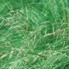 Eragrostis trichodes - Sand-Liebesgras