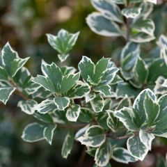 Spindelstrauch Emerald Gaiety - Euonymus fortunei