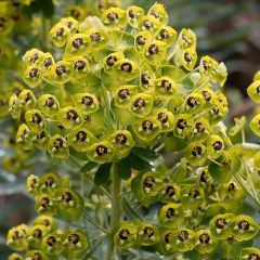Palisaden-Wolfsmilch - Euphorbia characias