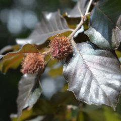 Rotbuche Atropurpurea - Fagus sylvatica