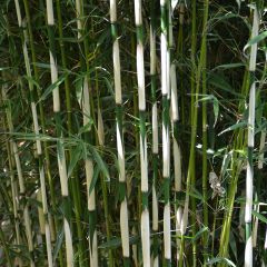 Fargesia robusta Pingwu - Bambus