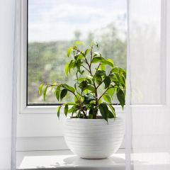 Birkenfeige - Ficus Exotica