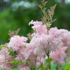 Rotblühendes Mädesüß Elegans - Filipendula purpurea