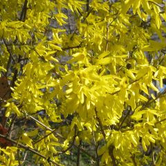 Goldglöckchen Nimbus - Forsythie