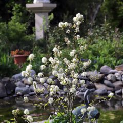 Federbuschstrauch - Fothergilla major