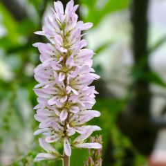 Francoa appendiculata - Brautkranz