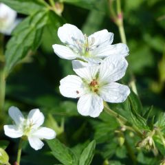 Geranium richardsonii - Storchschnabel