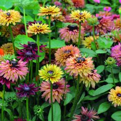 Rauher Sonnenhut Caramel mixed (Samen) - Rudbeckia