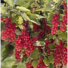 Rote Johannisbeere Agate Rouge mactor