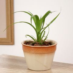 Guzmania Hilda