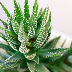 Haworthia fasciata Concolor