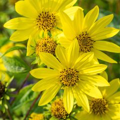 Helianthus Lemon Queen - Kleinköpfige Sonnenblume