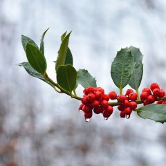 Fruchtende Stechpalme JC Van Tol - Ilex aquifolium