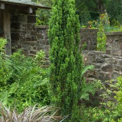 Japanische Stechpalme Fastigiata - Ilex crenata