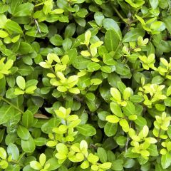 Japanische Stechpalme Blondie - Ilex crenata
