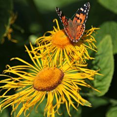 Inula helenium - Echter Alant