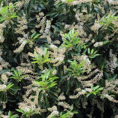 Portugiesische Lorbeerkirsche Angustifolia - Prunus lusitanica