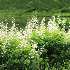 Baptisia australis Alba - Indigolupine