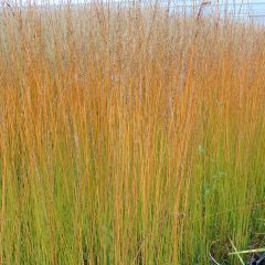 Molinia caerulea Edith Dudszus - Blaue Pfeifengras