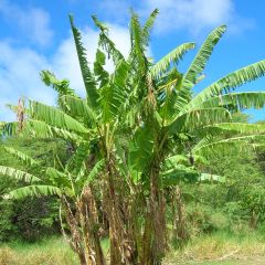 Musa itinerans var. xishuangbannaensis Mekong Giant - Blaue Burma-Banane