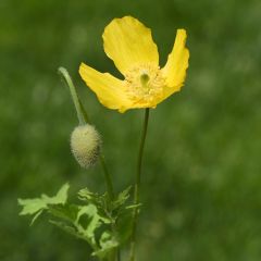 Meconopsis cambrica - Waliser Mohn