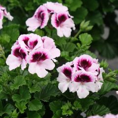 Duftende Pelargonie Mosquitaway Lizzy - Pelargonium