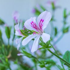 Duftende Pelargonie - Pelargonium citriodorum