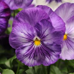 Stiefmütterchen Matrix F1 Lavender Shades
