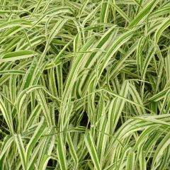 Phalaris arundinacea Picta - Rohr-Glanzgras