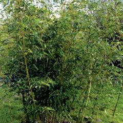 Holzbambus Castilloni Inversa - Phyllostachys bambusoides