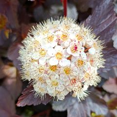 Dunkelrote Blasenspiere Diabolo - Physocarpus