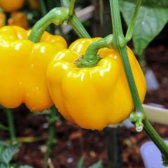 Paprika Yellow California Wonder