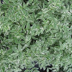 Polemonium reptans Touch of Class - Jakobsleiter