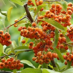 Feuerdorn Golden Charmer - Pyracantha