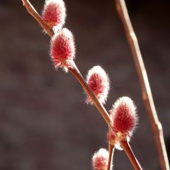 Rosa Riesen-Salweide Mount Aso - Salix gracilistyla