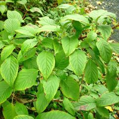 Schizophragma corylifolium - Spalthortensie