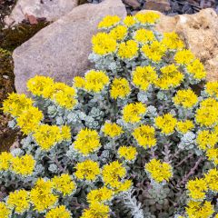 Fetthenne Cape Blanco - Sedum spathulifolium