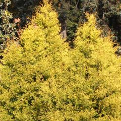 Thuja occidentalis Rheingold