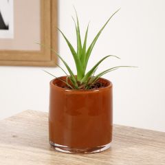 Tillandsia Naomi - Luftpflanze