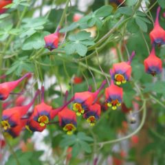 Tropaeolum tricolor - Kletternde Kapuzinerkresse