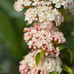 Lorbeerblättriger Schneeball Eve Price - Viburnum tinus