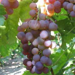 Weinrebe Chasselas rose